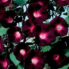 MORNING GLORY Ipomea BLACK