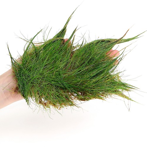 Eleocharis parvula live - eleocharis,