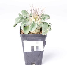 pot 6.5cm  Pachypodium