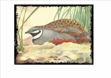 Vintage cage bird aviary - vintage, metal