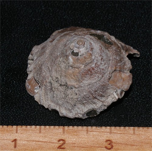 Exceptional large eocene - large,