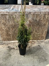 Mitraria coccinea 'Lake Puyehue' 3ltr pot - 'Chilean Mitre Flower' 70cm Specimen