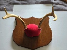 Whitetail Deer Antlers Wood Plaque Mounted Taxidermy Wall Decor See Pics
