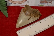 LARGE 4"  GENUINE  MEGALODON SHARK TOOTH, BEST VALUE MEGS ,U.K #DB217