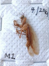 Sandy Brown Little Unique Praying Mantis Unmounted (A1-) x1 Entomology.