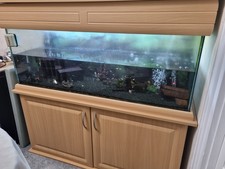 Oak style aquarium fish - oak,