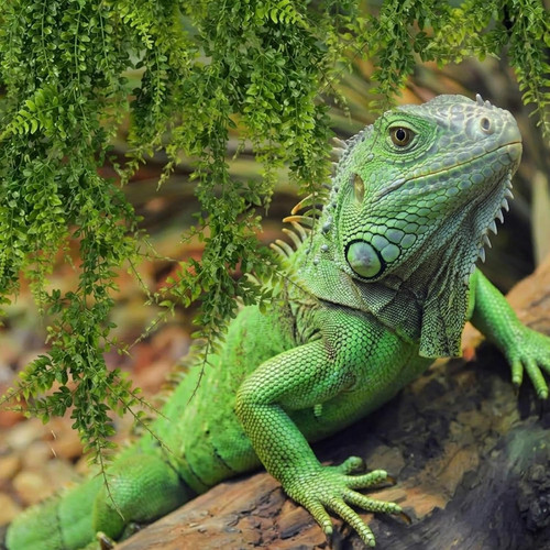 Bearded dragon vivarium - bearded,