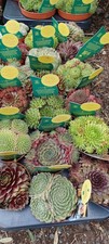Hardy Succulent Lot x3 Mixed