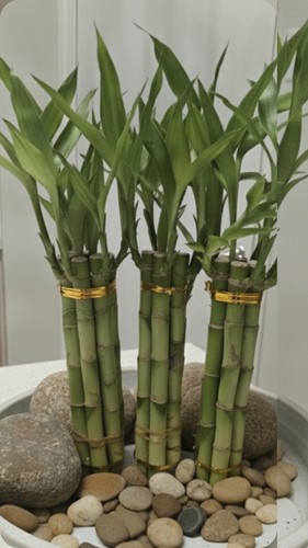 Lucky bamboo plants live 6 - plants,