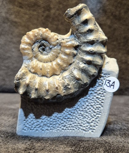 Calcite jurassic ammonite - jurassic,