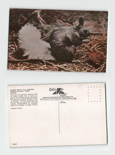Postcard kaibab white tail - -,