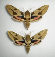 Sphingidae HYLES NICEA