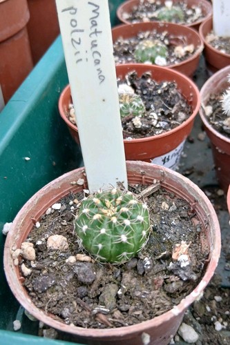 Matucana polzii potted - potted, cactus