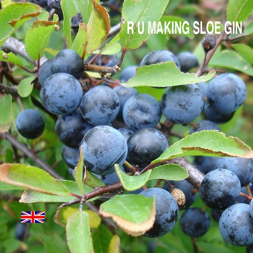 Making sloe gin - r,