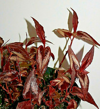 Various Persicaria Cuttings