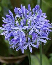 4 x Agapanthus Africanus Bulbs