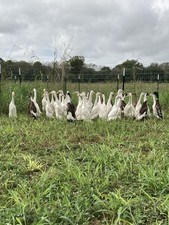 12 Indian Runner Duck Hatching