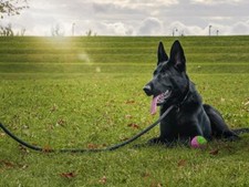 anti-choke dog lead with slip