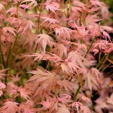 Acer palmatum 'Phoenix
