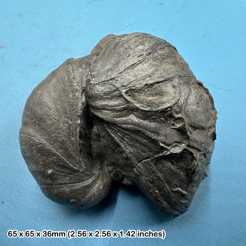 Fossil gryphaea bivalve