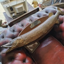 Antique 1948 Taxidermy Stuffed Large Pike Vintage Mounted Wooden Plaque 