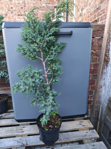 Juniper tree pre bonsai - tree,