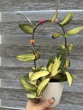 Hoya Acuta Variegata Splash Fresh Cutting Plant