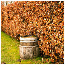 3 Green Beech Hedging Plants