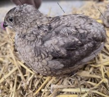 6 X Blue eb Coturnix Quail