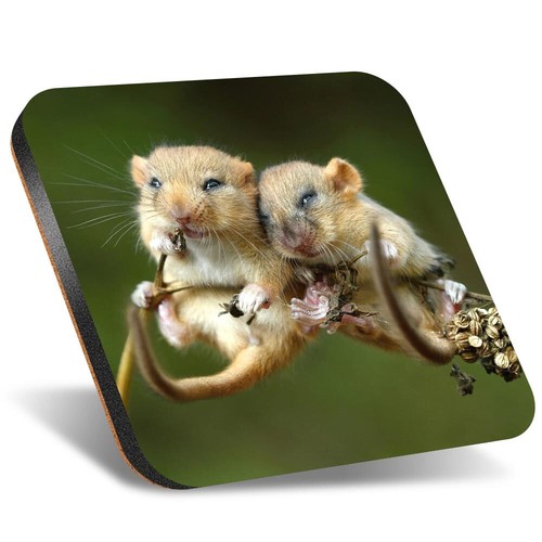 Square coaster 12cm cute - square,