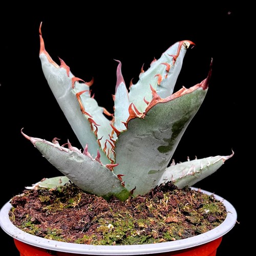 Dwarf agave titanota hardy - agave,