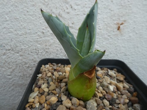 Agave americana - americana, v