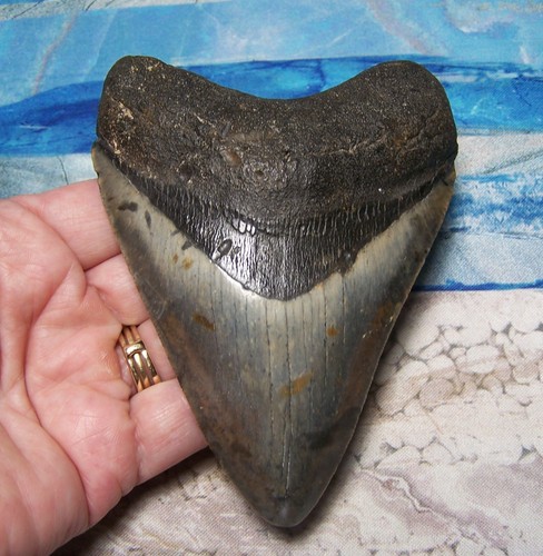 Megalodon shark tooth 8 - megalodon, 3/8"