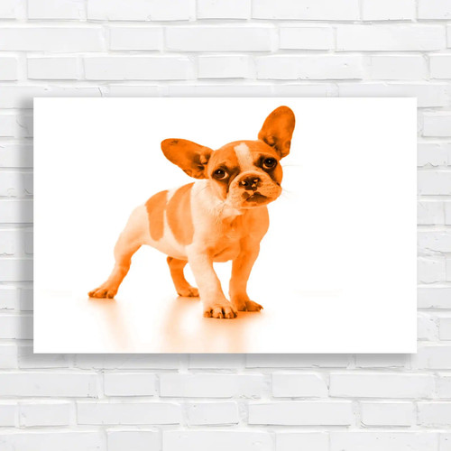 Adorable french bulldog puppy - adorable,