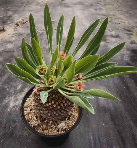 Euphorbia bupleurifolia jacq - bupleurifolia,
