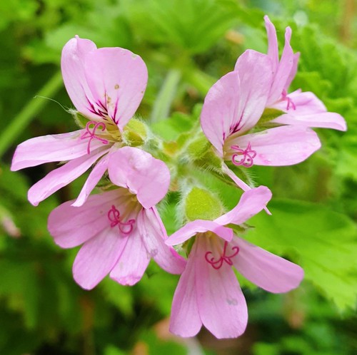 Pelargonium lemon scented - pelargonium,,