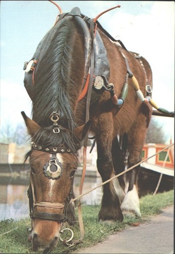 Vintage boathorse primrose - boathorse, 'primrose'