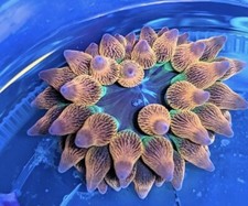 Rainbow Bubble Tip Anemone Tri