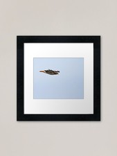Red-tailed Hawk in Flight 3