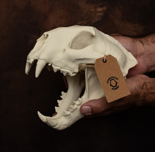 Mountain lion skull replica - mountain,