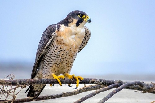 Peregrine falcon glossy poster - falcon,