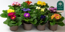 9 x Primula Acaulis –