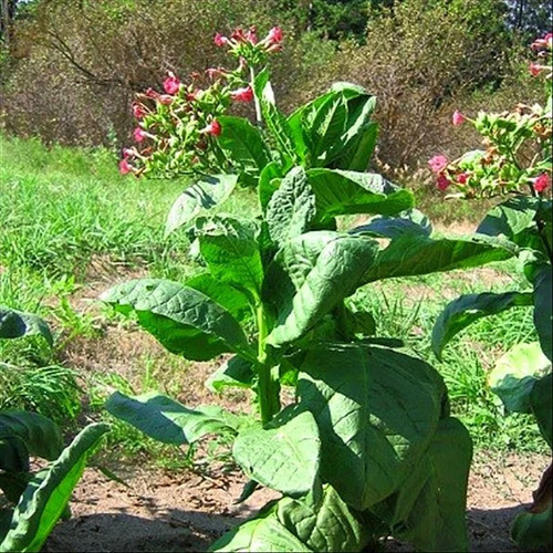Russian red tobacco seeds - red,
