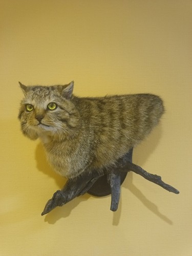 Head wild cat - head, taxidermy