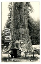 Real Photo Postcard Redwood