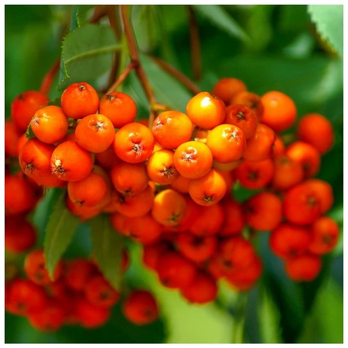 Mountain ash rowan sorbus - 5,