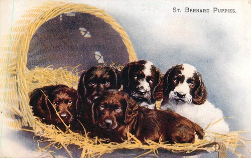 Dog bernard puppies - st,