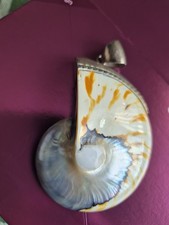 A Tiger White Pearl Nautilus