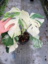 Monstera Deliciosa Albo highly