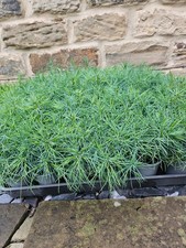 10 Chinese White Pine (Pinus Armandii) Seedlings 3 Inches Tall